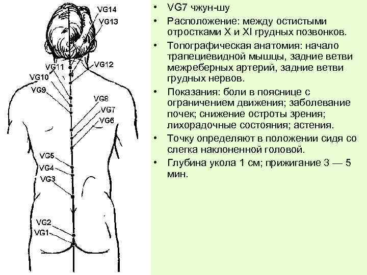  • VG 7 чжун-шу • Расположение: между остистыми отростками X и XI грудных