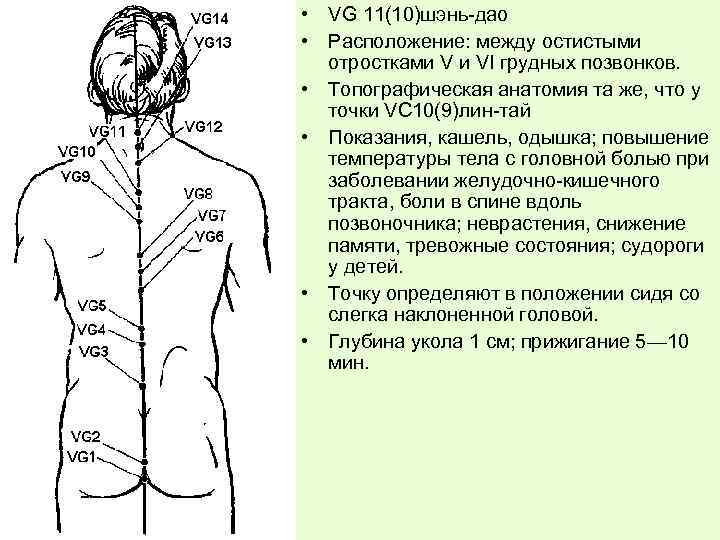  • VG 11(10)шэнь-дао • Расположение: между остистыми отростками V и VI грудных позвонков.