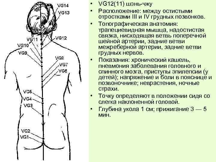  • VG 12(11) шэнь-чжу • Расположение: между остистыми отростками III и IV грудных