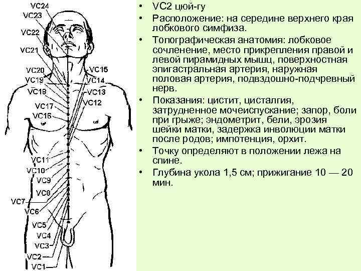  • VC 2 цюй-гу • Расположение: на середине верхнего края лобкового симфиза. •