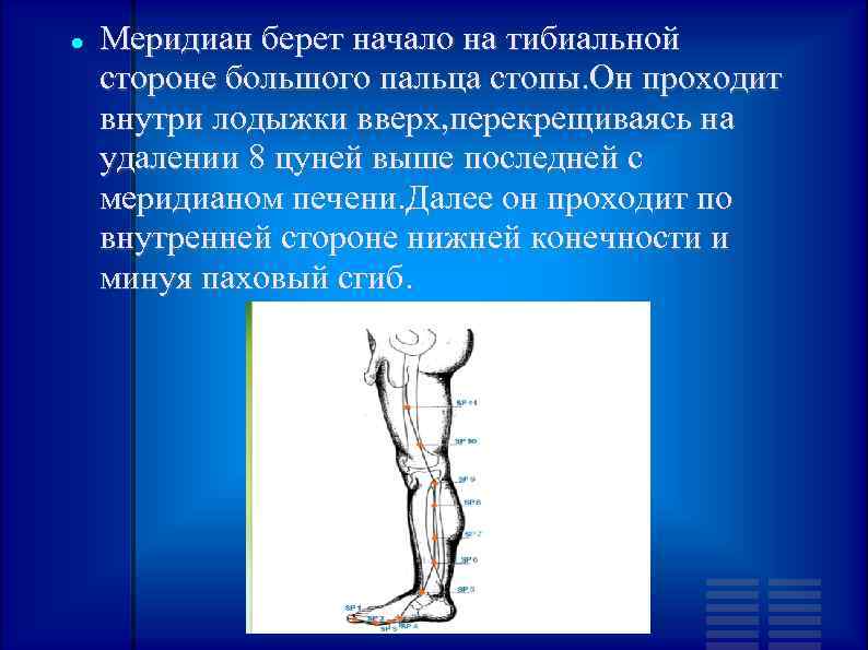  Меридиан берет начало на тибиальной стороне большого пальца стопы. Он проходит внутри лодыжки