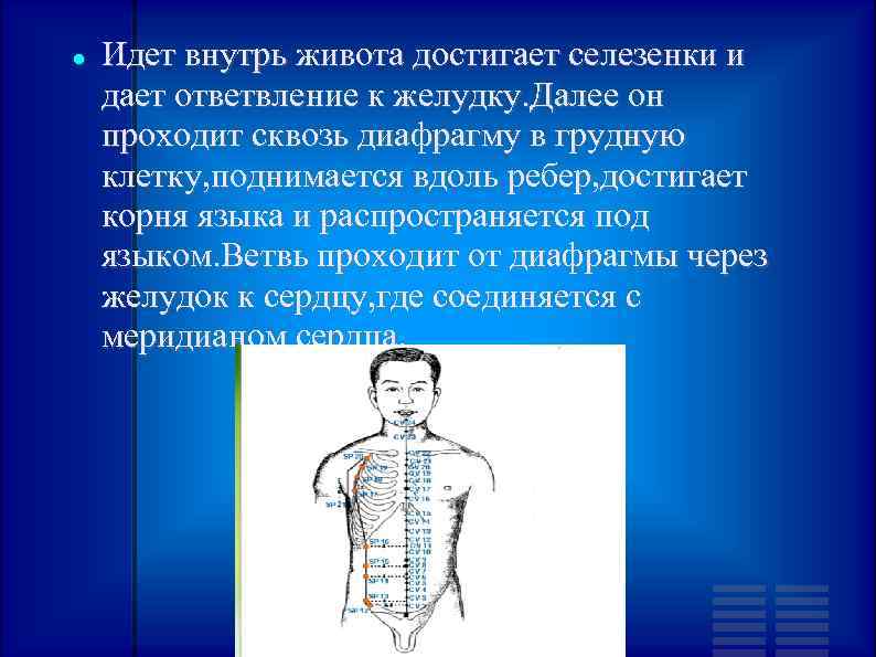  Идет внутрь живота достигает селезенки и дает ответвление к желудку. Далее он проходит