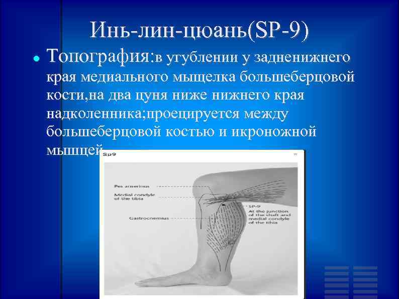 Инь-лин-цюань(SP-9) Топография: в угублении у задненижнего края медиального мыщелка большеберцовой кости, на два цуня