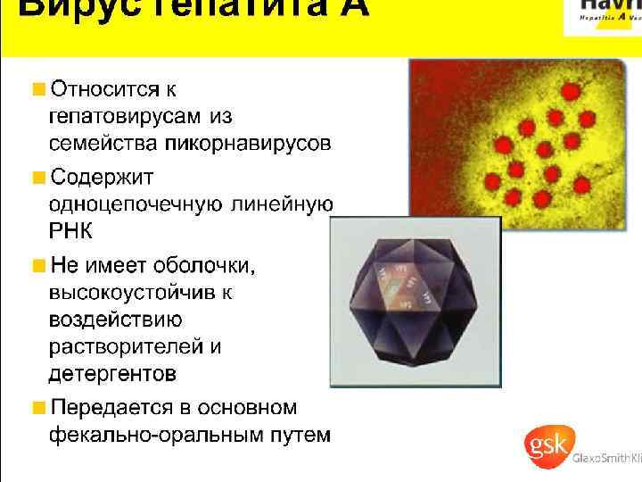 Вирус гепатита А 