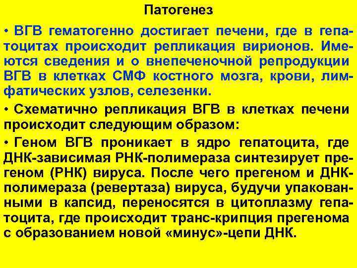 Патогенез • ВГВ гематогенно достигает печени, где в гепатоцитах происходит репликация вирионов. Имеются сведения