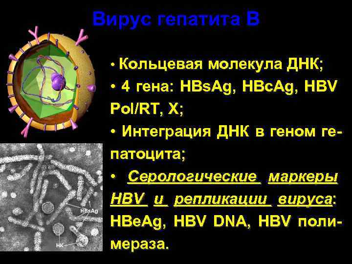 Вирус гепатита В • Кольцевая молекула ДНК; • 4 гена: HBs. Ag, HBc. Ag,