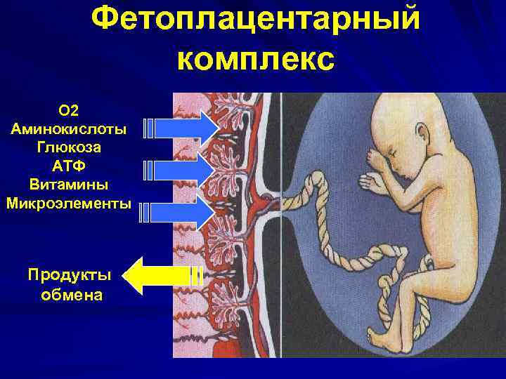 Фетоплацентарный комплекс О 2 Аминокислоты Глюкоза АТФ Витамины Микроэлементы Продукты обмена 