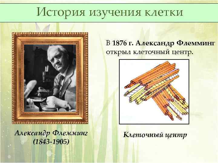 История изучения клетки В 1876 г. Александр Флемминг открыл клеточный центр. Александр Флемминг (1843