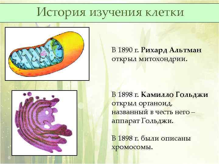 История изучения клетки В 1890 г. Рихард Альтман открыл митохондрии. В 1898 г. Камилло