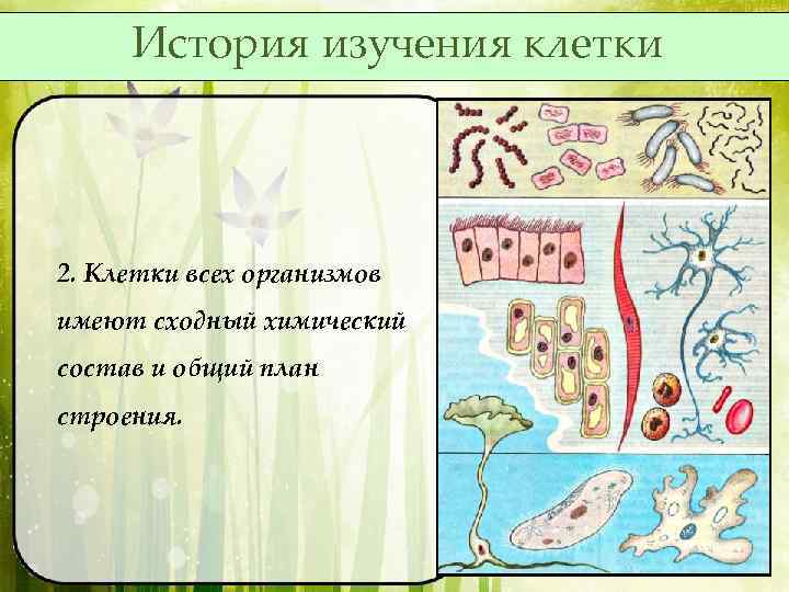 История изучения клетки 2. Клетки всех организмов имеют сходный химический состав и общий план