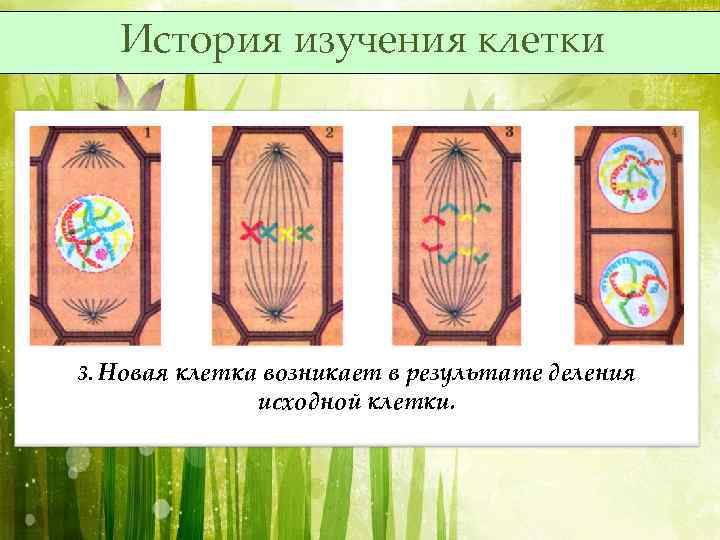 История изучения клетки 3. Новая клетка возникает в результате деления исходной клетки. 
