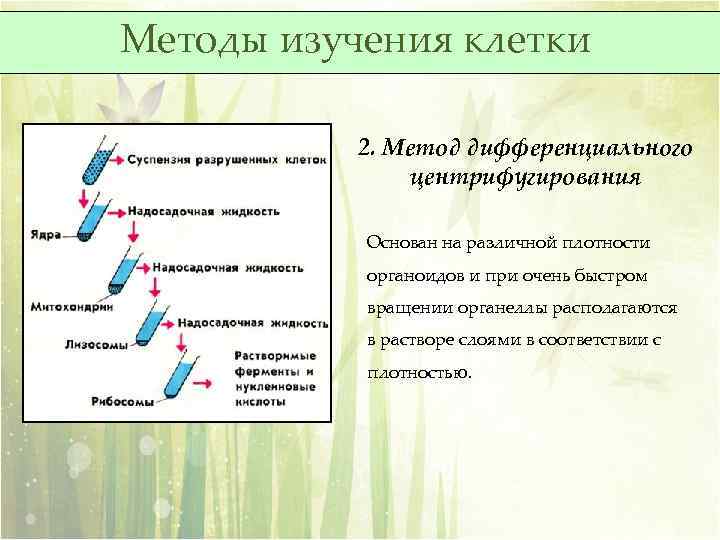 Методы изучения клетки 2. Метод дифференциального центрифугирования Основан на различной плотности органоидов и при