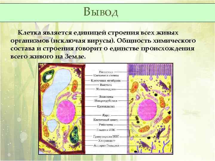 Клеточная теория строения организмов презентация