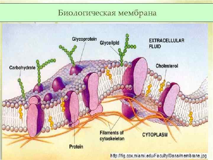 Биологическая мембрана 