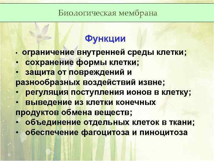 Биологическая мембрана Функции ограничение внутренней среды клетки; • сохранение формы клетки; • защита от