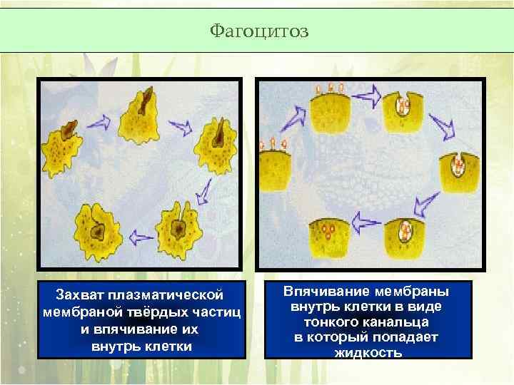 Фагоцитоз захват. Фагоцитоз мембраны. Впячивание мембраны внутрь клетки. Плазматическая мембрана фагоцитоз. Фагоцитоз это захват клеткой.