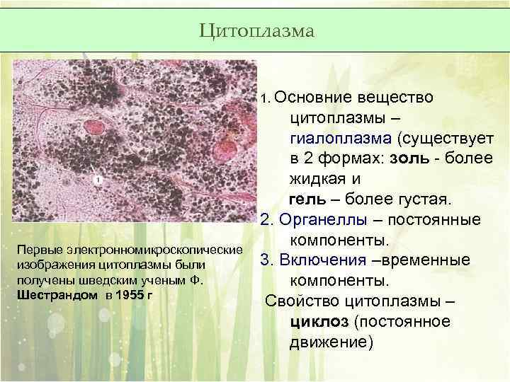 Цитоплазма информация. Состояния цитоплазмы. Золь и гель в цитоплазме. Основное вещество цитоплазмы. Включения цитоплазмы.