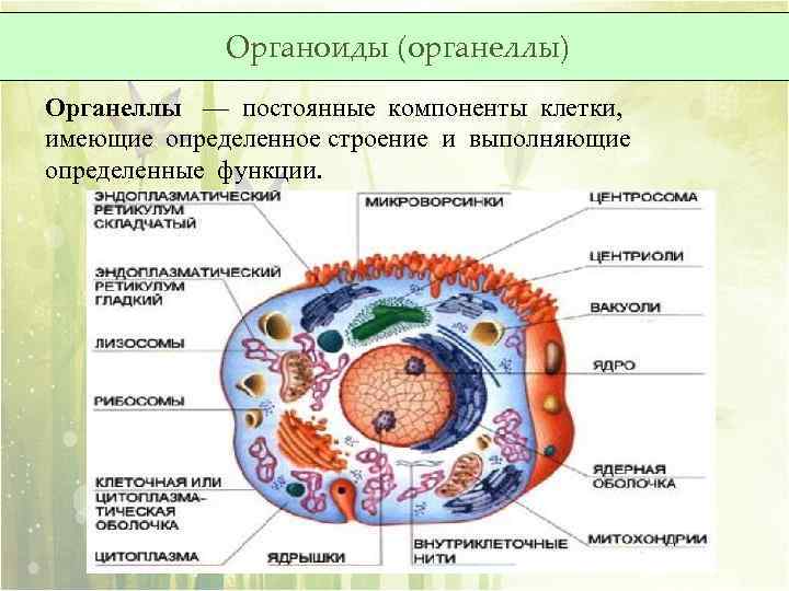 Определи название клеточного органоида представленного на рисунке