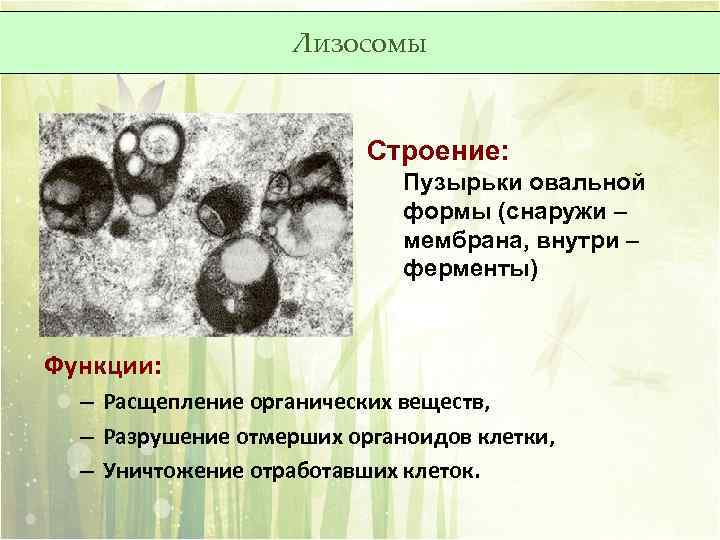 Лизосомы Строение: Пузырьки овальной формы (снаружи – мембрана, внутри – ферменты) Функции: – Расщепление