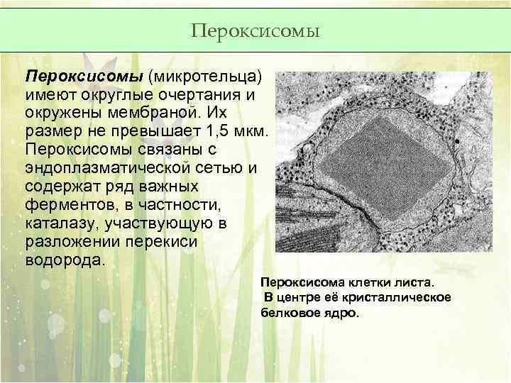 Окружен мембранами