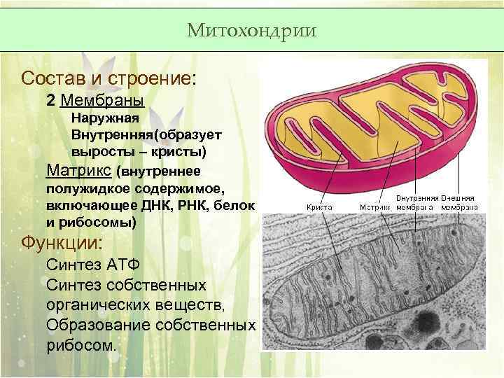 Синтез белка в митохондриях. Состав митохондрии. Строение митохондрий биохимия. Состав и строение митохондрии. Уровень организации живого митохондрия.