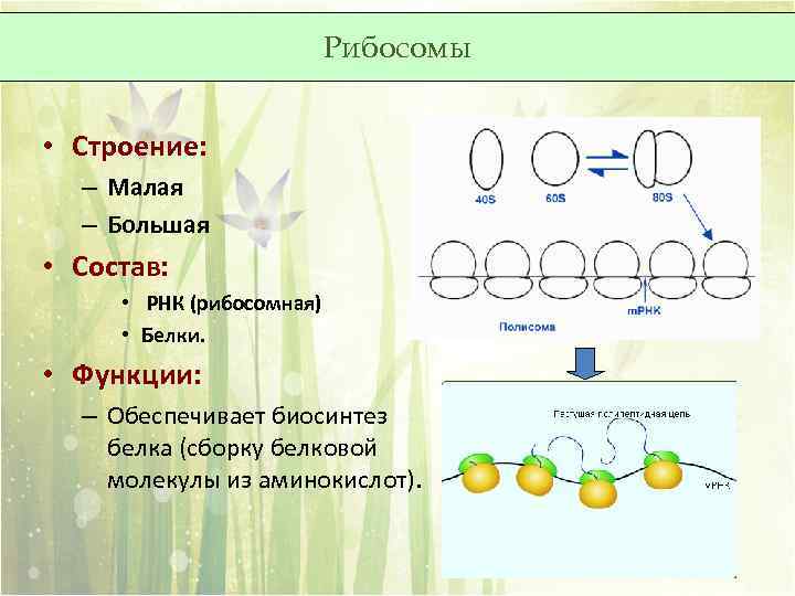 Рибосомы строение и функции