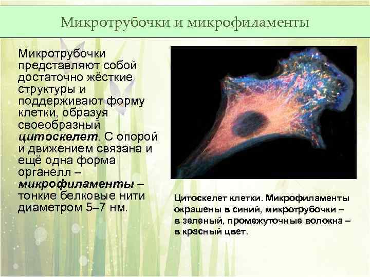 Микротрубочки и микрофиламенты Микротрубочки представляют собой достаточно жёсткие структуры и поддерживают форму клетки, образуя