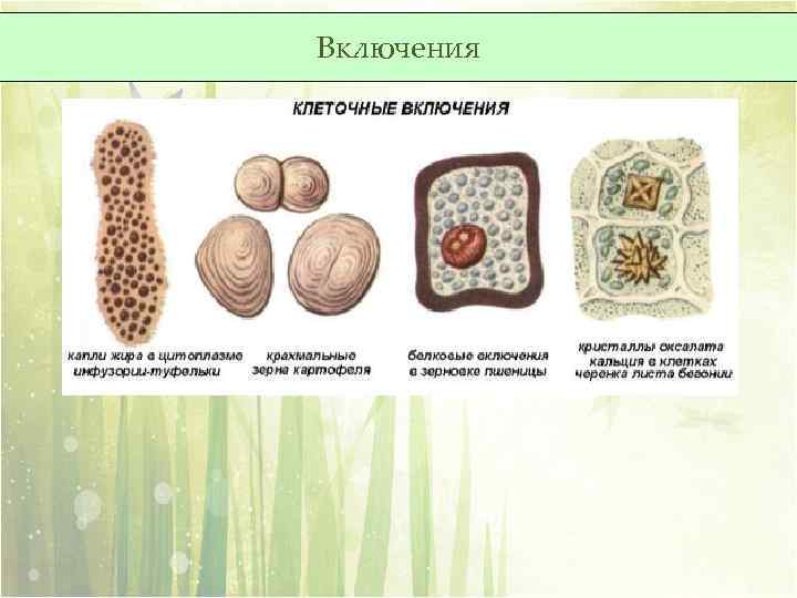 Наличие включений. Клеточные включения строение. Клеточные включения в клетке. Клеточные включения рисунок.