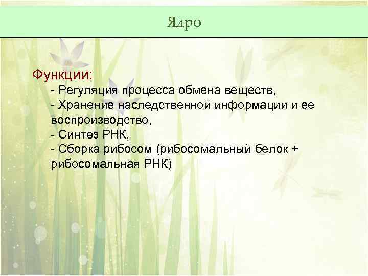 Ядро Функции: - Регуляция процесса обмена веществ, - Хранение наследственной информации и ее воспроизводство,