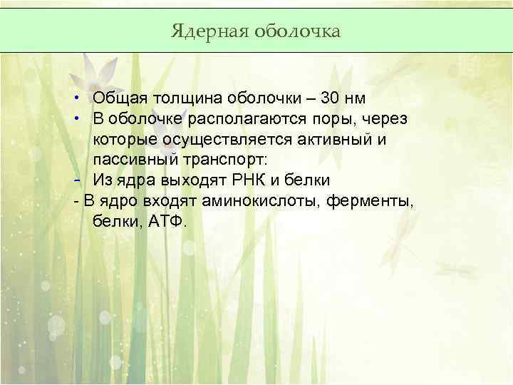Ядерная оболочка • Общая толщина оболочки – 30 нм • В оболочке располагаются поры,