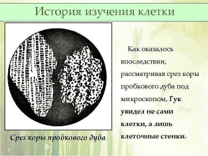 История изучения клетки Как оказалось впоследствии, рассматривая срез коры пробкового дуба под микроскопом, Гук