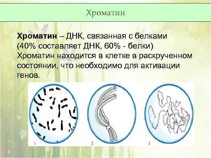 Хроматин – ДНК, связанная с белками (40% составляет ДНК, 60% - белки) Хроматин находится