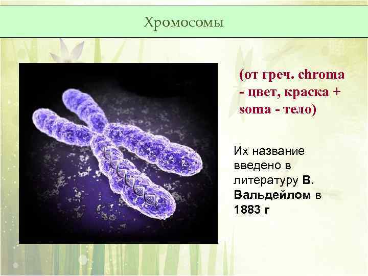 Хромосомы (от греч. chroma - цвет, краска + soma - тело) Их название введено