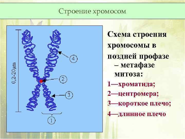 Изменение строения хромосом. Строение хромосом таблица.