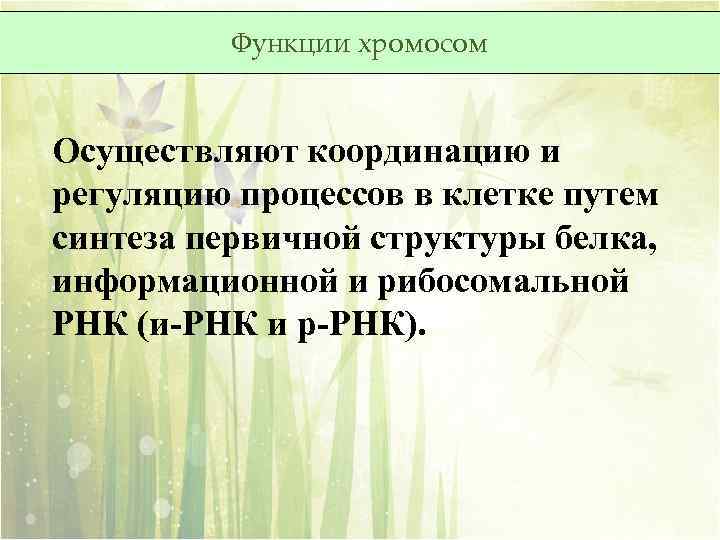 Функции хромосом Осуществляют координацию и регуляцию процессов в клетке путем синтеза первичной структуры белка,
