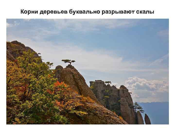 Корни деревьев буквально разрывают скалы 