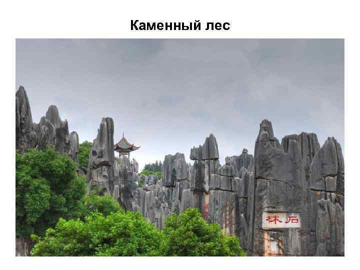 Каменный лес 