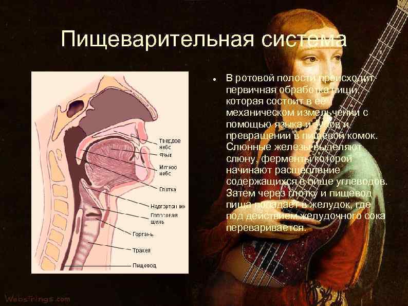 Пищеварительная система В ротовой полости происходит первичная обработка пищи, которая состоит в её механическом