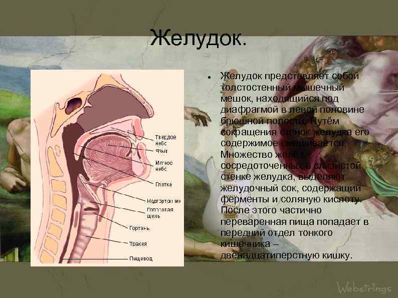 Желудок представляет собой толстостенный мышечный мешок, находящийся под диафрагмой в левой половине брюшной полости.