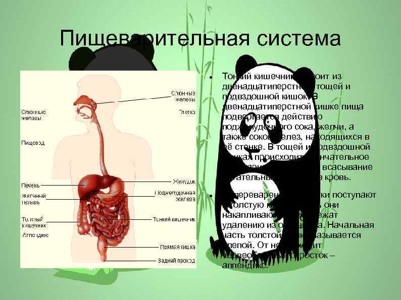 Пищеварительная система Тонкий кишечник состоит из двенадцатиперстной, тощей и подвздошной кишок. В двенадцатиперстной кишке