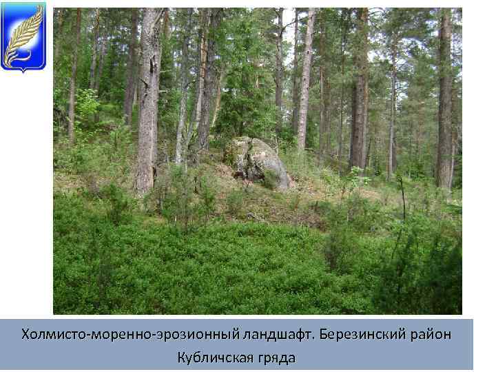 Холмисто-моренно-эрозионный ландшафт. Березинский район Кубличская гряда 