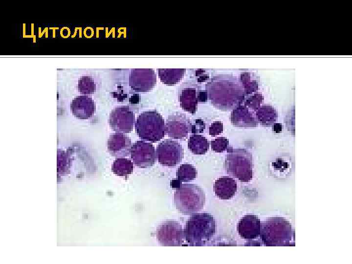 Цитология 