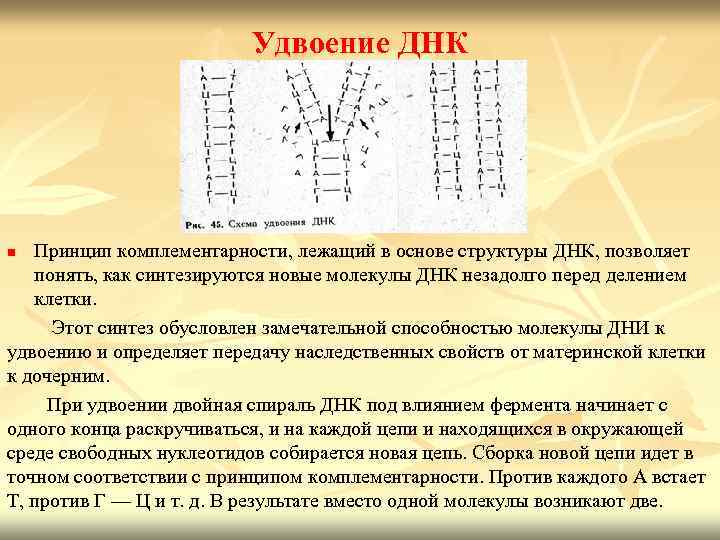 Процесс удвоения днк