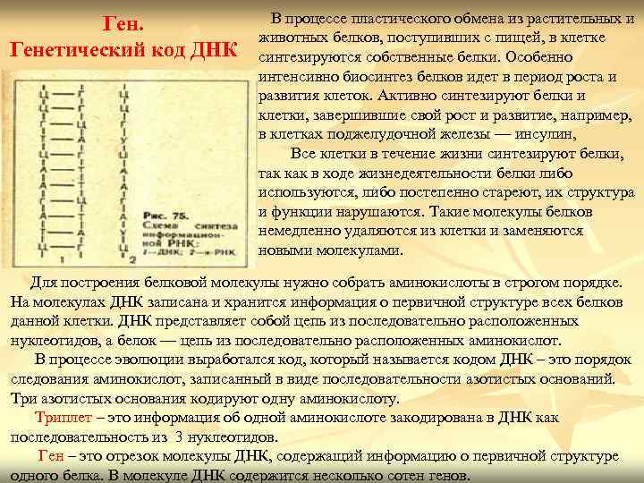 Ген. Генетический код ДНК В процессе пластического обмена из растительных и животных белков, поступивших