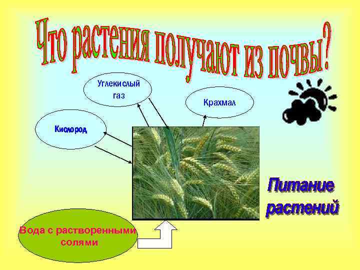 Углекислый газ Кислород Вода с растворенными солями Крахмал 