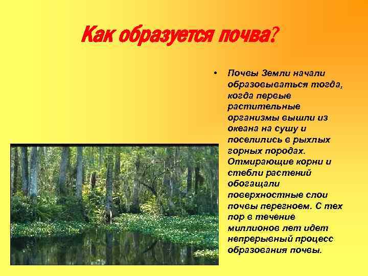 Как образуется почва? • Почвы Земли начали образовываться тогда, когда первые растительные организмы вышли