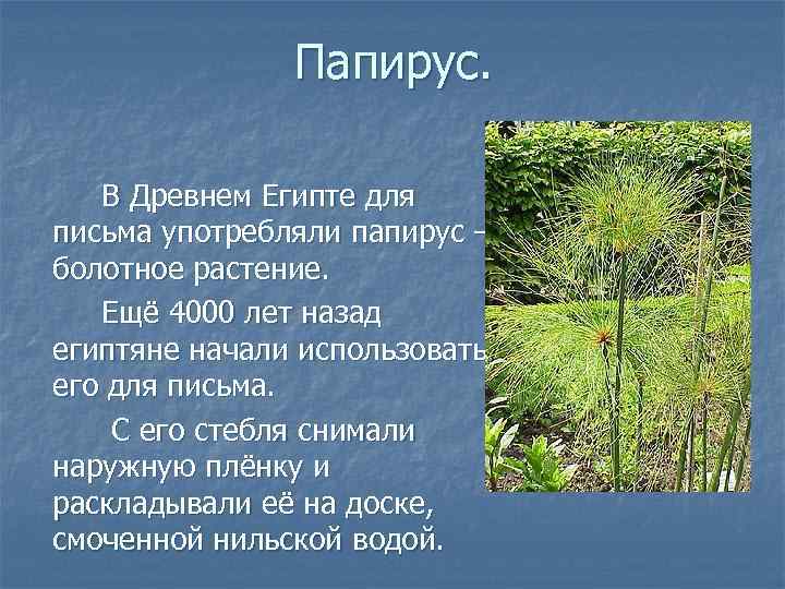 Папирус. В Древнем Египте для письма употребляли папирус – болотное растение. Ещё 4000 лет