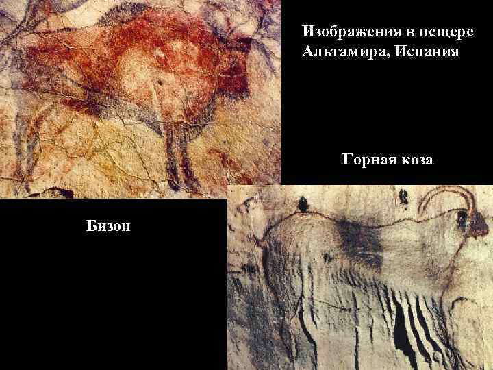Изображения в пещере Альтамира, Испания Горная коза Бизон 