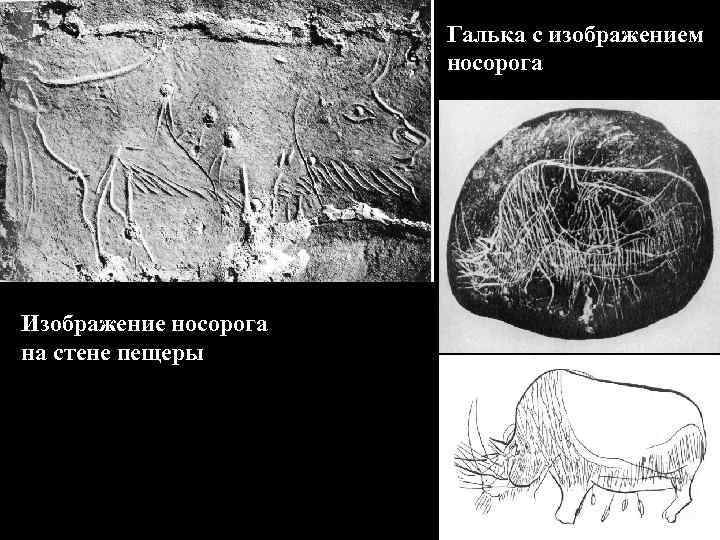 Галька с изображением носорога Изображение носорога на стене пещеры 