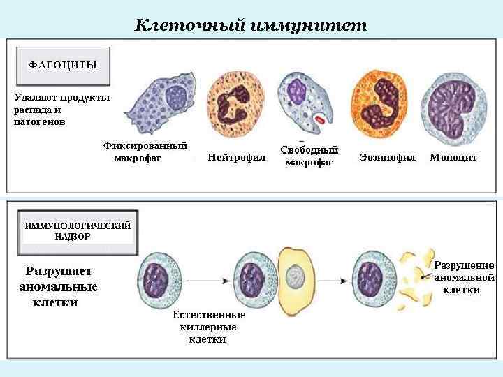 Клеточный иммунитет 